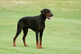 DOBERMANN 1221